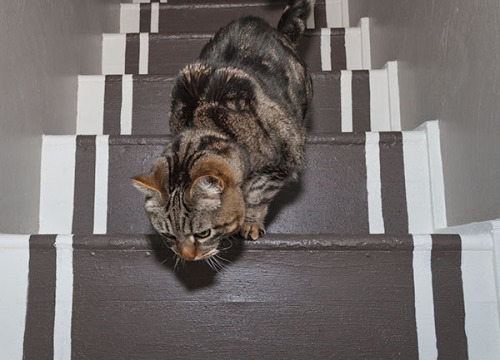 Otis demonstrates stair walking