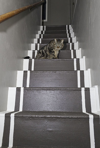 Otis on new stairs