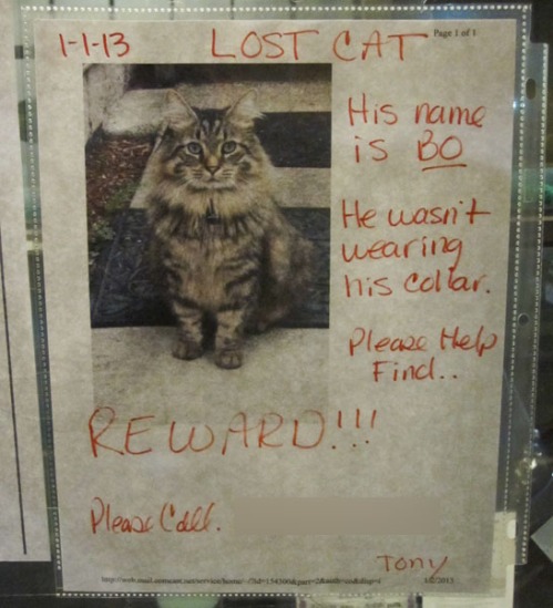 Lost Cat Poster- Bo