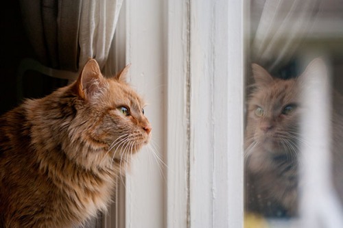 Mama Cat window reflection